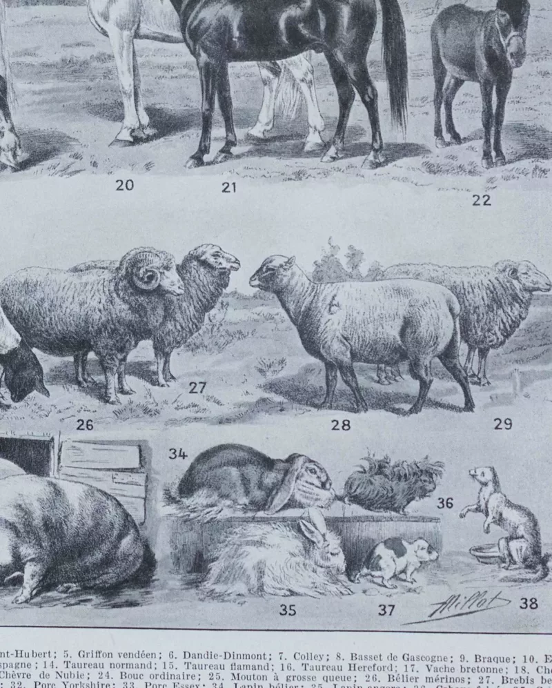 Mammifères sauvages et domestiques, planche zoologique 1930