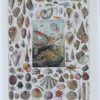 Mollusques, planche zoologique originale 1930