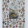 Mollusques, planche zoologique originale 1930 – planche ancienne entière