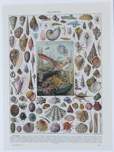 Mollusques, planche zoologique originale 1930