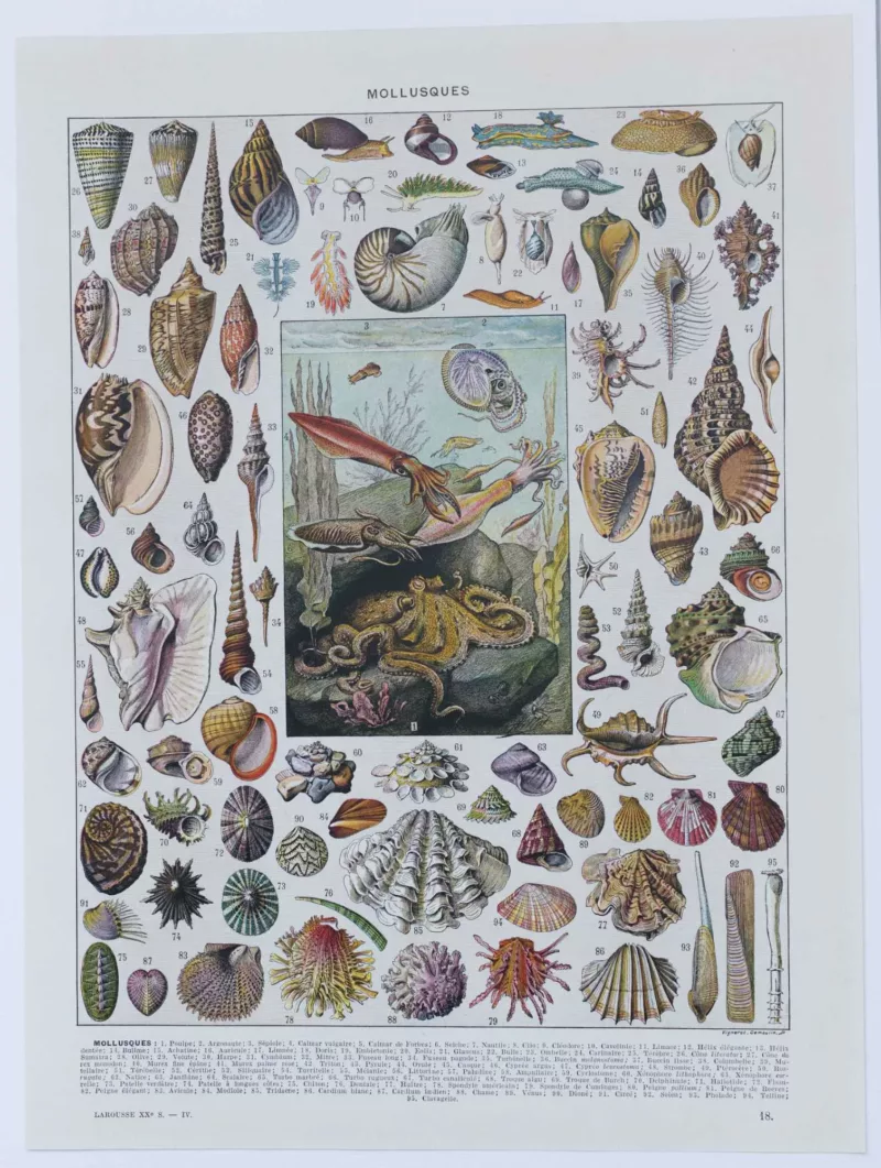 Mollusques, planche zoologique originale 1930 – planche ancienne entière