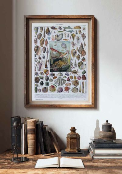 Mollusques, planche zoologique originale 1930