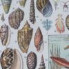 Mollusques, planche zoologique originale 1930