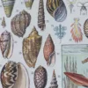 Mollusques, planche zoologique originale 1930 – planche encadrée en décoration murale