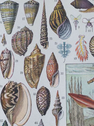 Mollusques, planche zoologique originale 1930