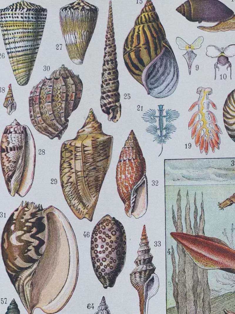 Mollusques, planche zoologique originale 1930 – planche encadrée en décoration murale