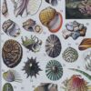 Mollusques, planche zoologique originale 1930