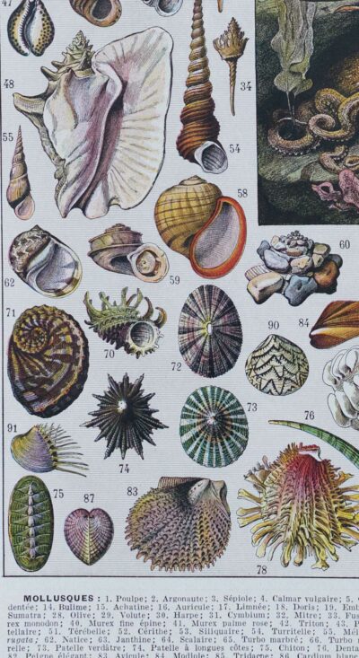 Mollusques, planche zoologique originale 1930