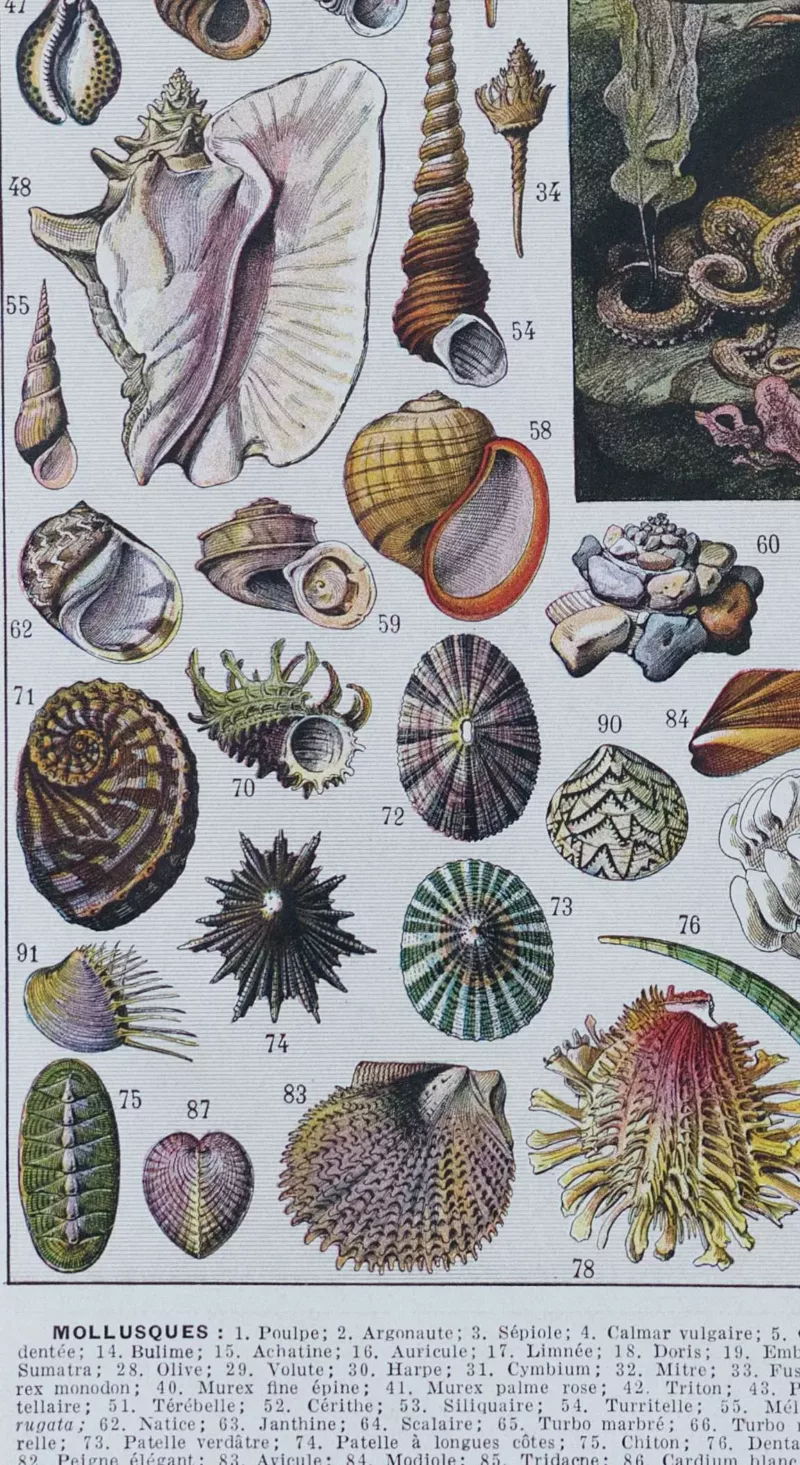 Mollusques, planche zoologique originale 1930 – détail de la planche ancienne