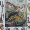 Mollusques, planche zoologique originale 1930