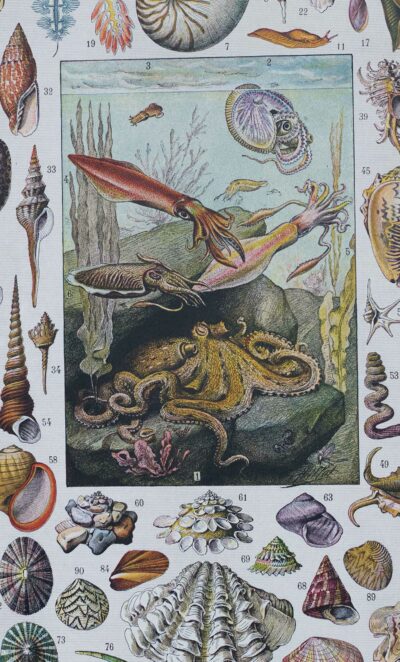 Mollusques, planche zoologique originale 1930