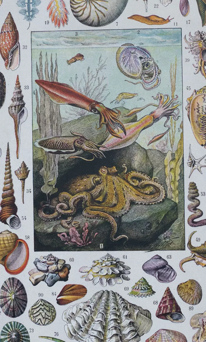 Mollusques, planche zoologique originale 1930 – détail de la planche ancienne