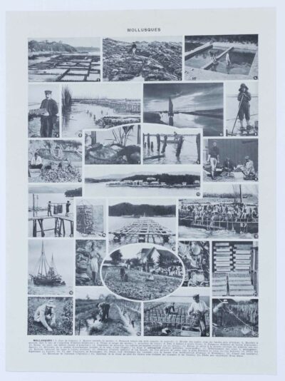 Mollusques, planche zoologique originale 1930