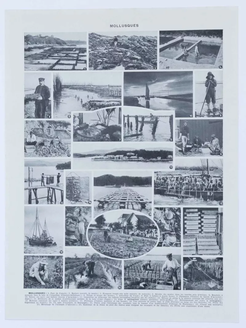 Mollusques, planche zoologique originale 1930 – verso du document ancien