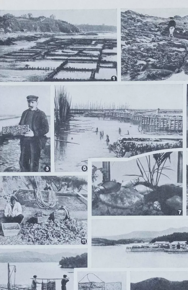 Mollusques, planche zoologique originale 1930 – verso du document ancien
