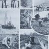 Mollusques, planche zoologique originale 1930