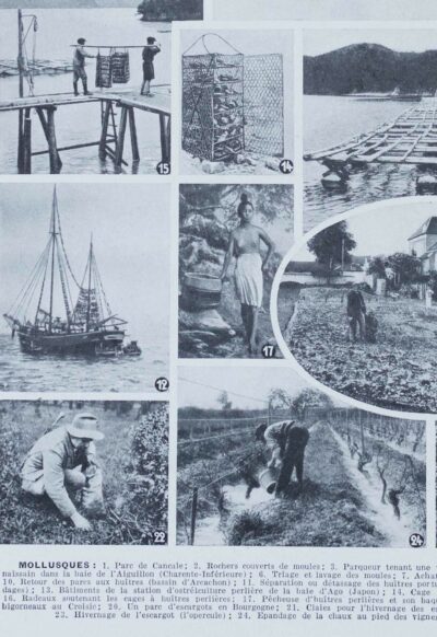 Mollusques, planche zoologique originale 1930