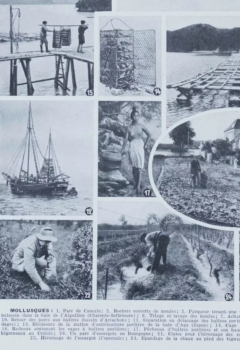 Mollusques, planche zoologique originale 1930 – verso encadré en décoration murale