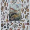 Mollusques, planche zoologique originale 1930