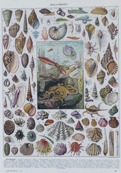 Mollusques, planche zoologique originale 1930