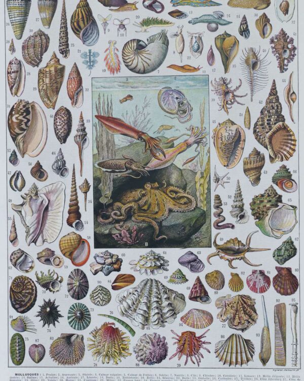 Mollusques, planche zoologique originale 1930