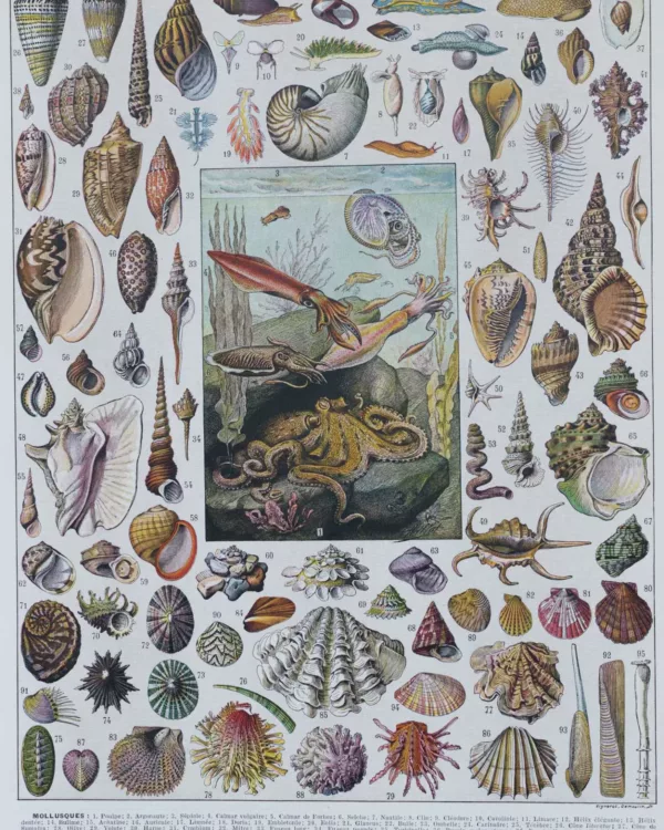molusques-b10 Mollusques, planche zoologique originale 1930