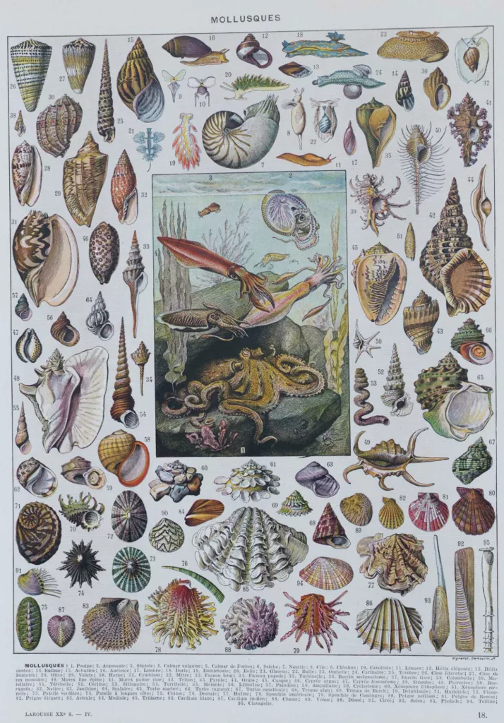 Mollusques, planche zoologique originale 1930