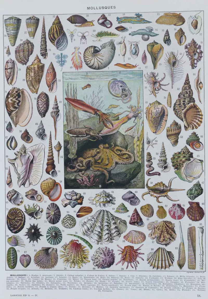 Mollusques, planche zoologique originale 1930