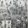 Afrique, carte, illustrations naturalistes, planche originale 1897