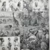 nli1-afrique-carte-1897-a20.jpg Afrique, carte, illustrations naturalistes, planche originale 1897 – verso du document ancien