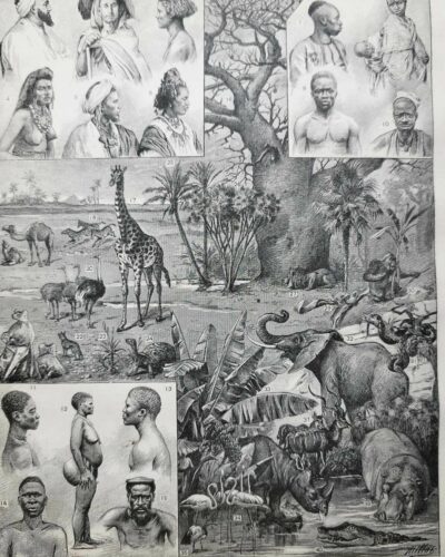 Afrique, carte, illustrations naturalistes, planche originale 1897