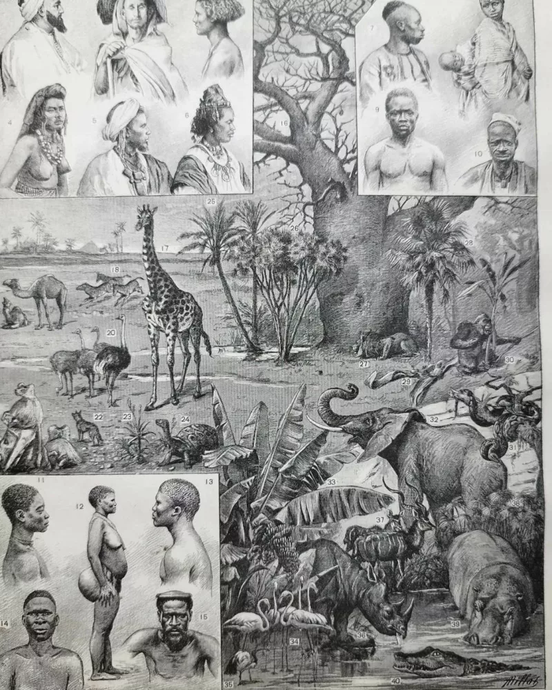 nli1-afrique-carte-1897-a20.jpg Afrique, carte, illustrations naturalistes, planche originale 1897 – verso du document ancien