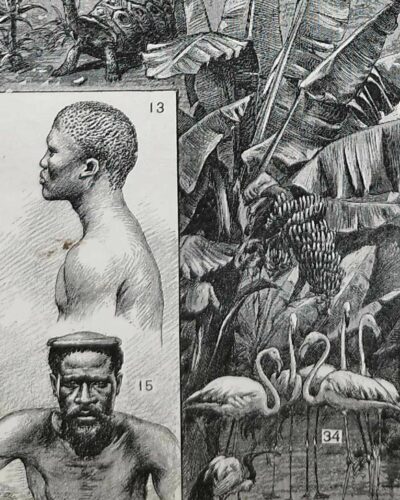 Afrique, carte, illustrations naturalistes, planche originale 1897