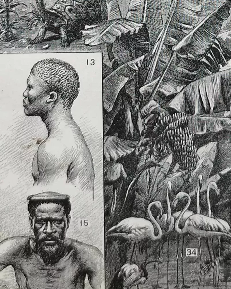 nli1-afrique-carte-1897-a22.jpg Afrique, carte, illustrations naturalistes, planche originale 1897 – verso encadré en décoration murale