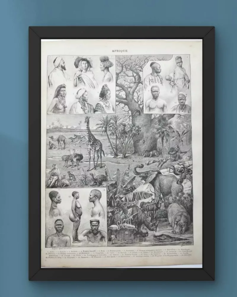 nli1-afrique-carte-1897-b21.jpg Afrique, carte, illustrations naturalistes, planche originale 1897 – verso du document ancien