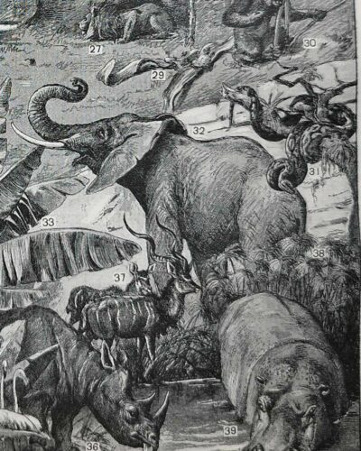 Afrique, carte, illustrations naturalistes, planche originale 1897