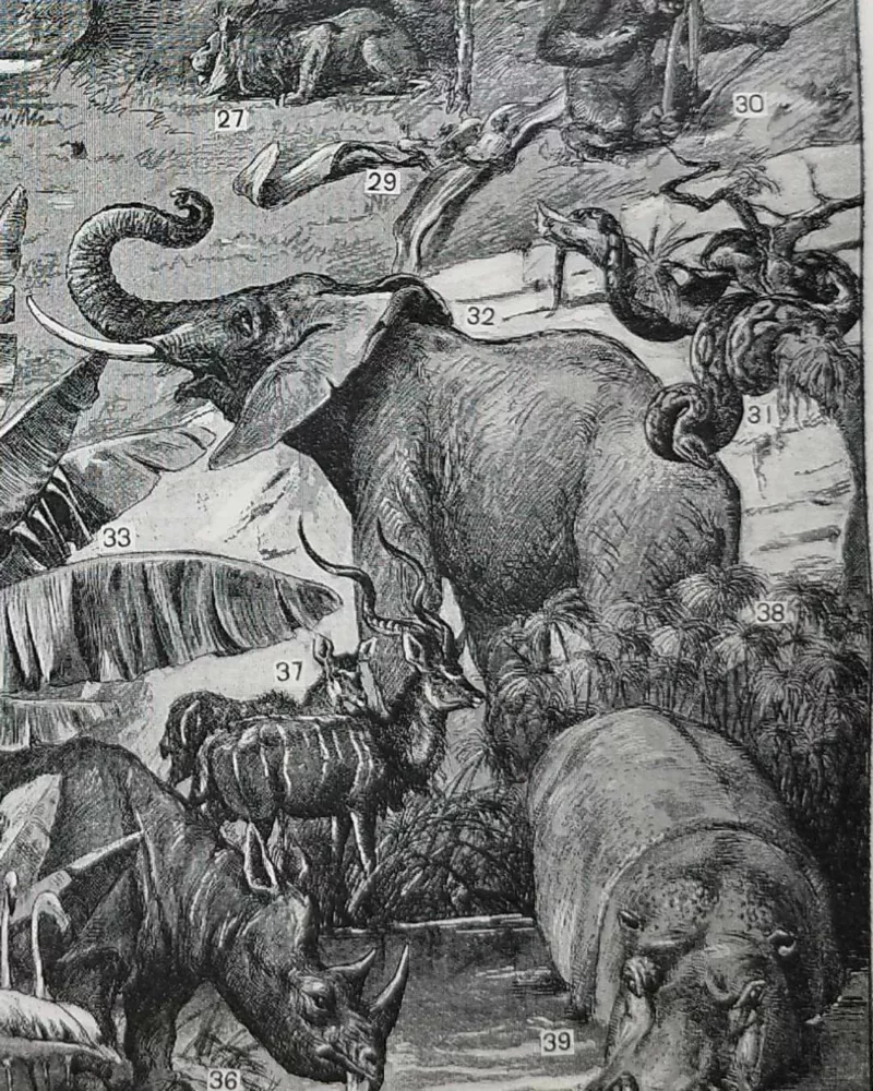 nli1-afrique-carte-1897-b22.jpg Afrique, carte, illustrations naturalistes, planche originale 1897 – verso encadré en décoration murale