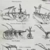 Agriculture, machines et outils, deux planches originales 1897 – détail de la planche ancienne