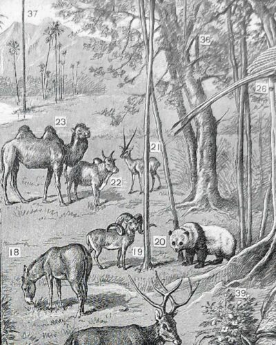 Asie, un continent de contrastes et de cultures (1897)