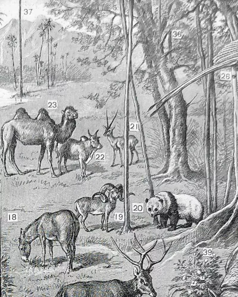nli1-asie-peuples-traditions-b13.jpg Asie, un continent de contrastes et de cultures (1897) – détail de la planche ancienne