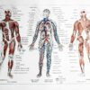 Anatomie humaine, squelette, nerfs et circulation, planche 1948