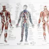 nlu1-anatomie-homme-a10 Anatomie humaine, squelette, nerfs et circulation, planche 1948