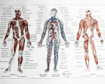 Anatomie humaine, squelette, nerfs et circulation, planche 1948