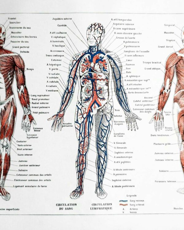 Anatomie humaine, squelette, nerfs et circulation, planche 1948