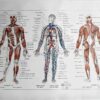 Anatomie humaine, squelette, nerfs et circulation, planche 1948