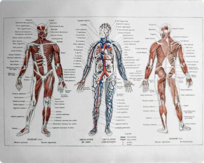 Anatomie humaine, squelette, nerfs et circulation, planche 1948