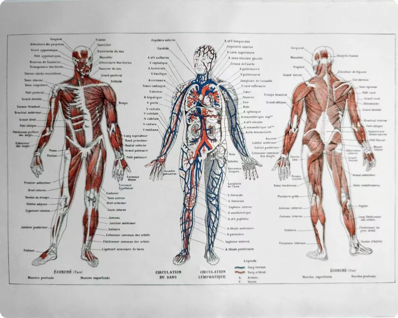 nlu1-anatomie-homme-a11 Anatomie humaine, squelette, nerfs et circulation, planche 1948 – planche ancienne entière