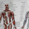Anatomie humaine, squelette, nerfs et circulation, planche 1948