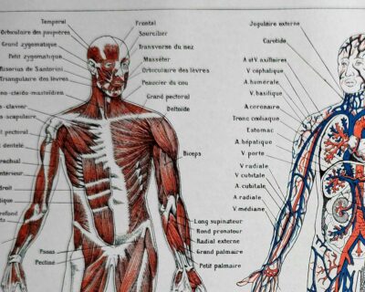 Anatomie humaine, squelette, nerfs et circulation, planche 1948