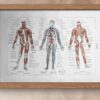Anatomie humaine, squelette, nerfs et circulation, planche 1948